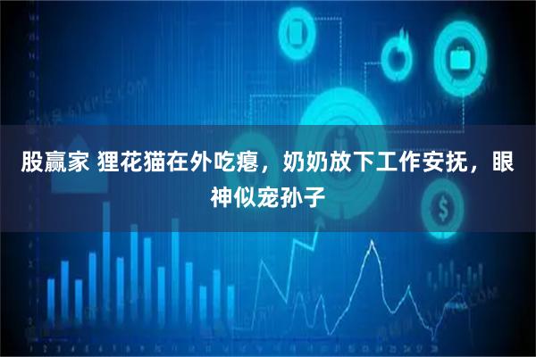 股赢家 狸花猫在外吃瘪，奶奶放下工作安抚，眼神似宠孙子